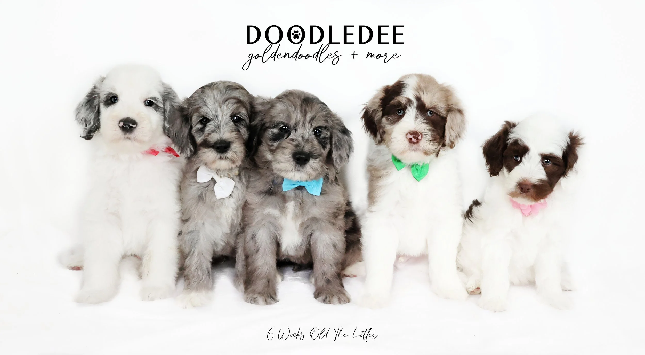 Mini, Medium, & Standard English Goldendoodles