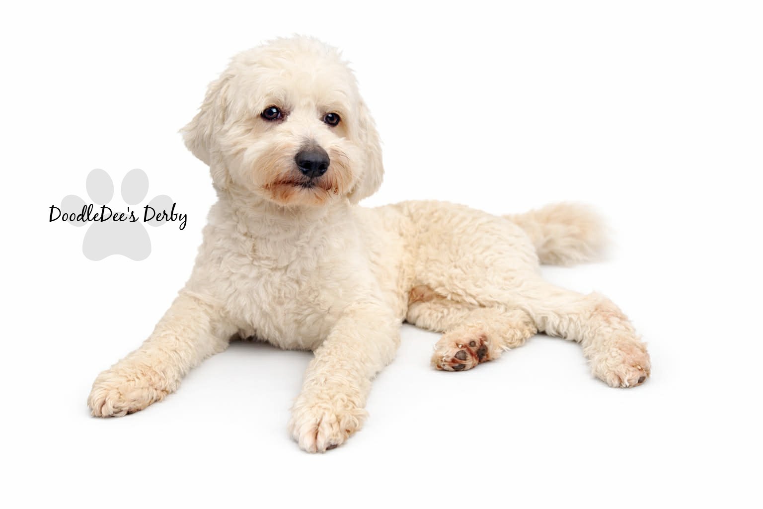 Mini English Goldendoodle Stud