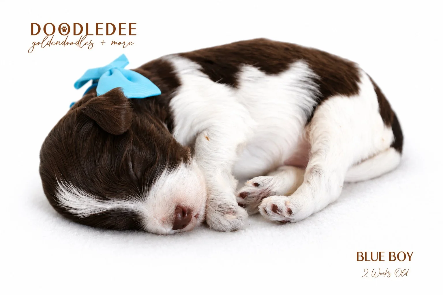 Micro MIni / Petite English Goldendoodle Male- GUARDIAN OPPORTUNITY