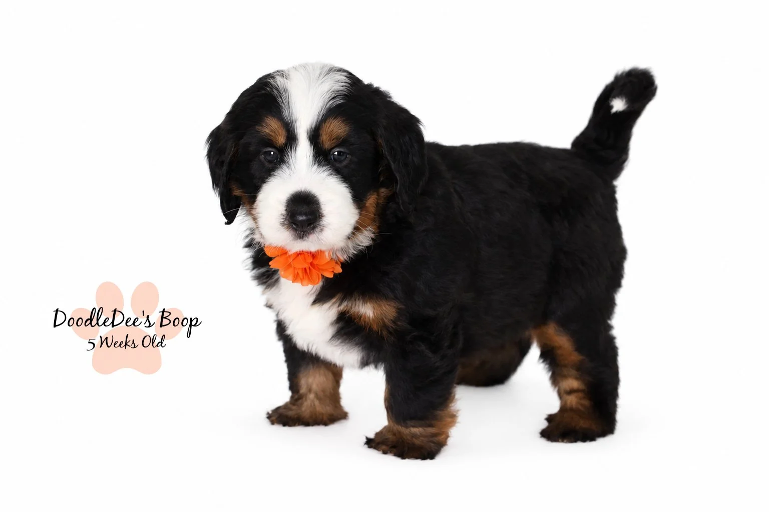 Medium Ultra Bernedoodle | Standard Ultra Bernedoodle 