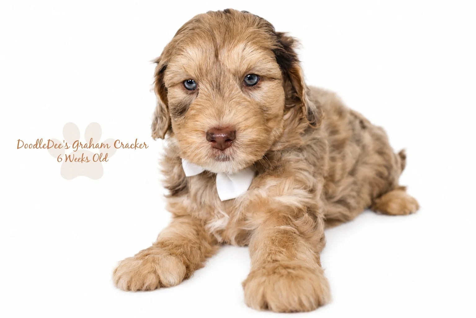 Mini Chocolate Phantom Merle English Goldendoodle Stud 
