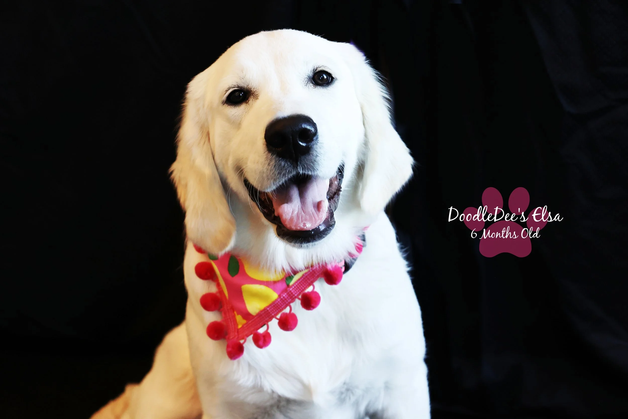 English Golden Retreiver-6 Months Old