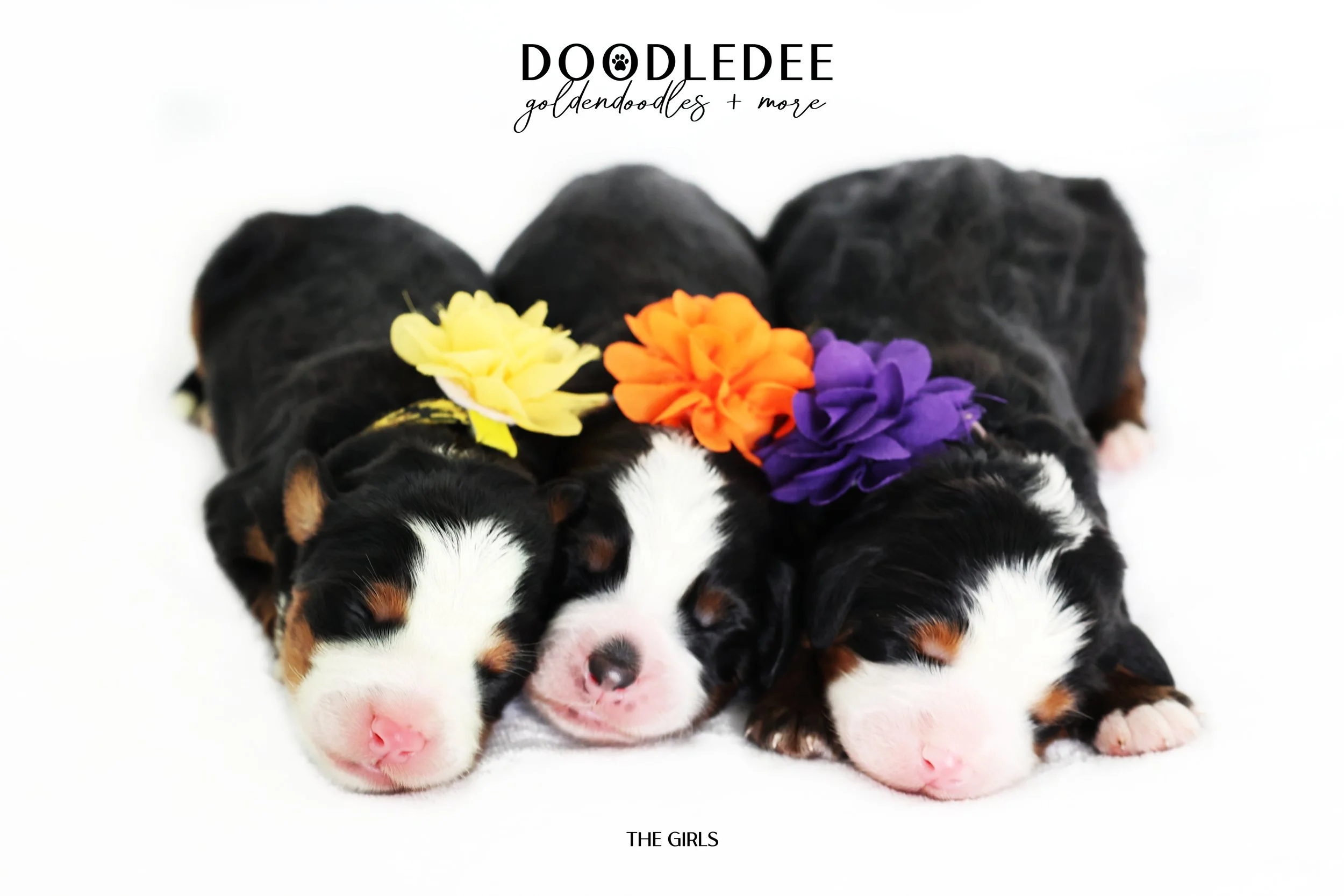 Mini Bernedoodle | Medium Bernedoodle | Standard Bernedoodle