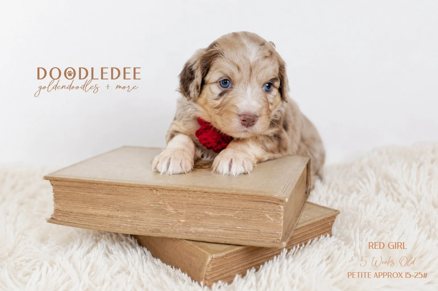Petite English Goldendoodle | Mini English Goldendoodle AVAILABLE $4,000