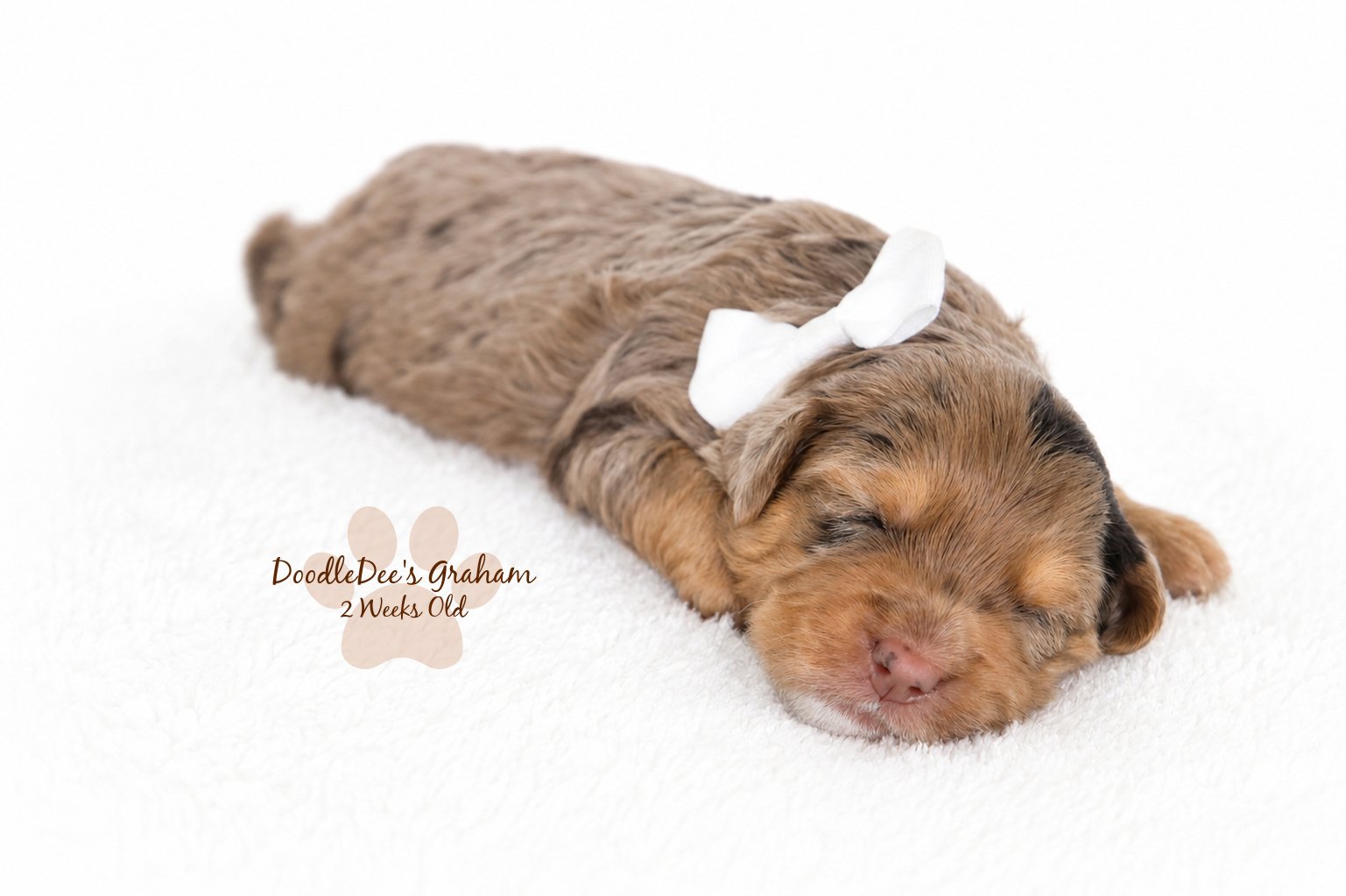 Petite English Goldendoodle | Mini English Goldendoodle. Male- GUARDIAN OPPORTUNITY