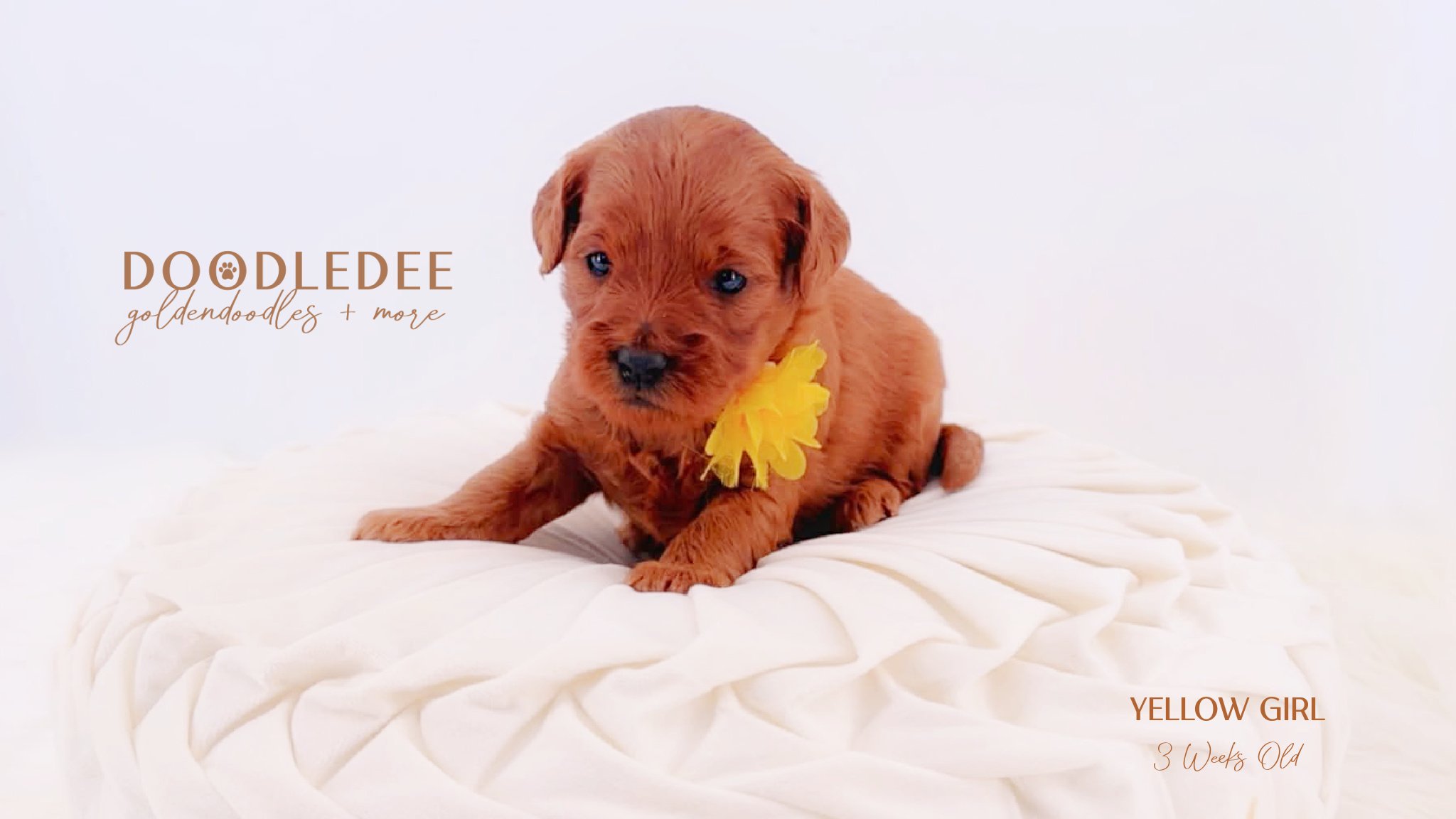 English Goldendoodle Puppies