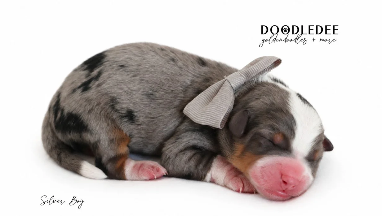 Micro Mini Bernedoodle Puppies | Petite Bernedoodle Puppies