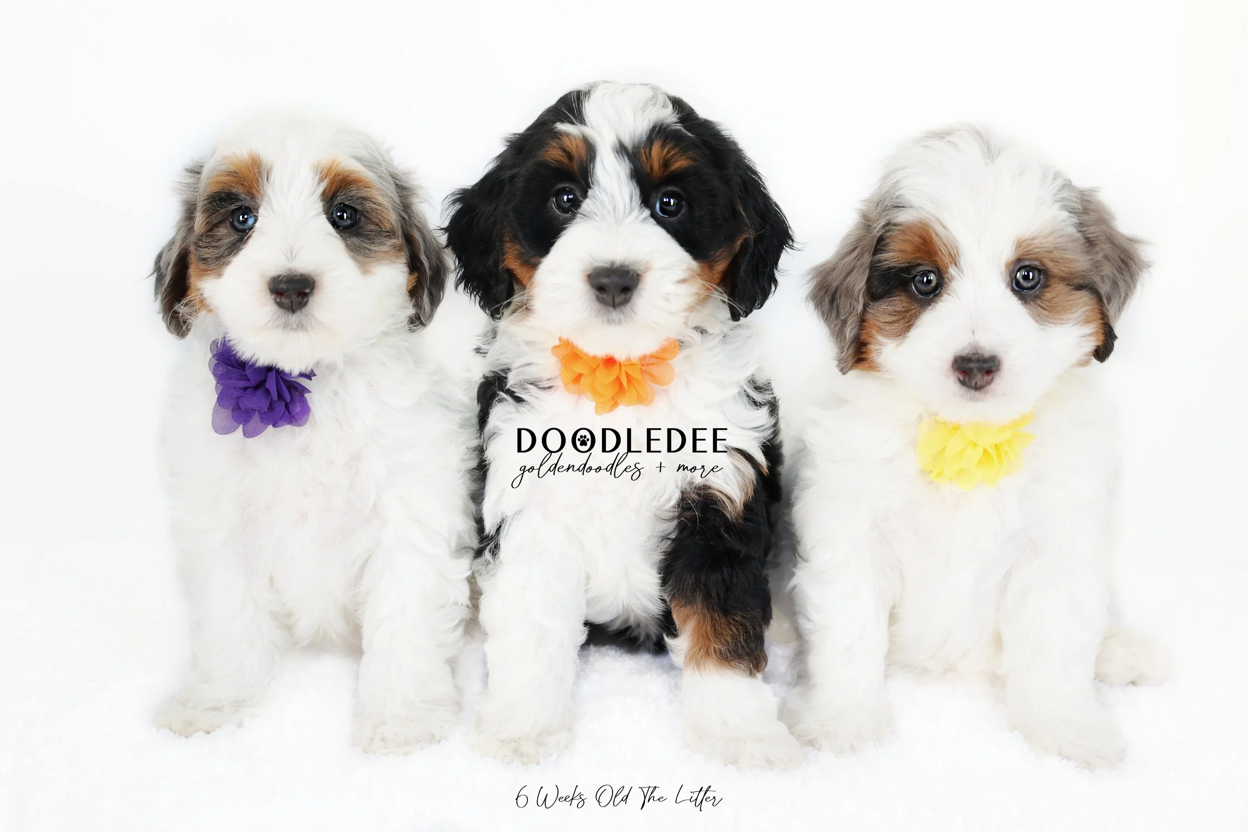 Bernedoodle Puppies- Blueberry