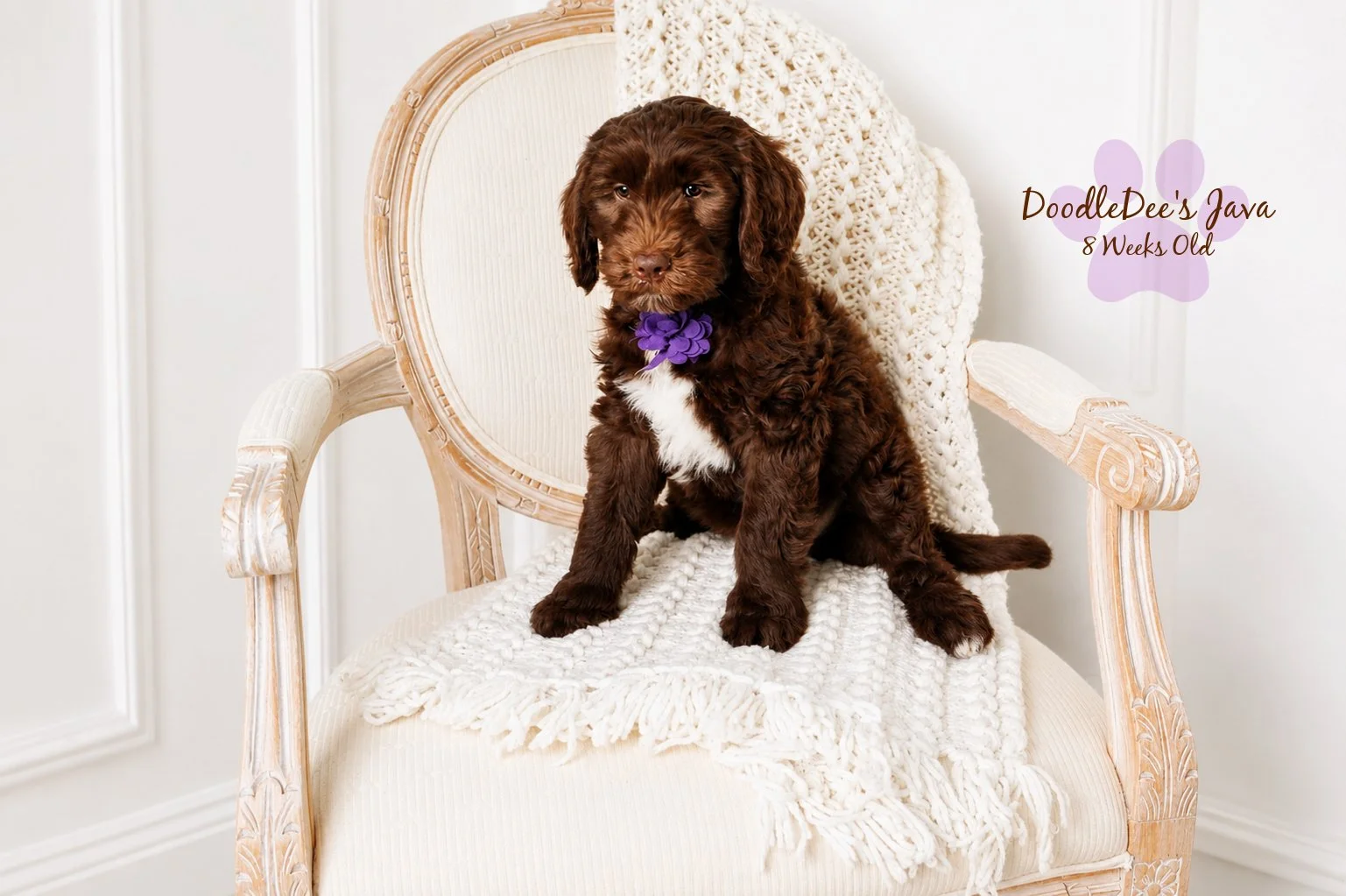 Medium English Goldendoodle Female- JAVA- GUARDIAN OPPORTUNITY