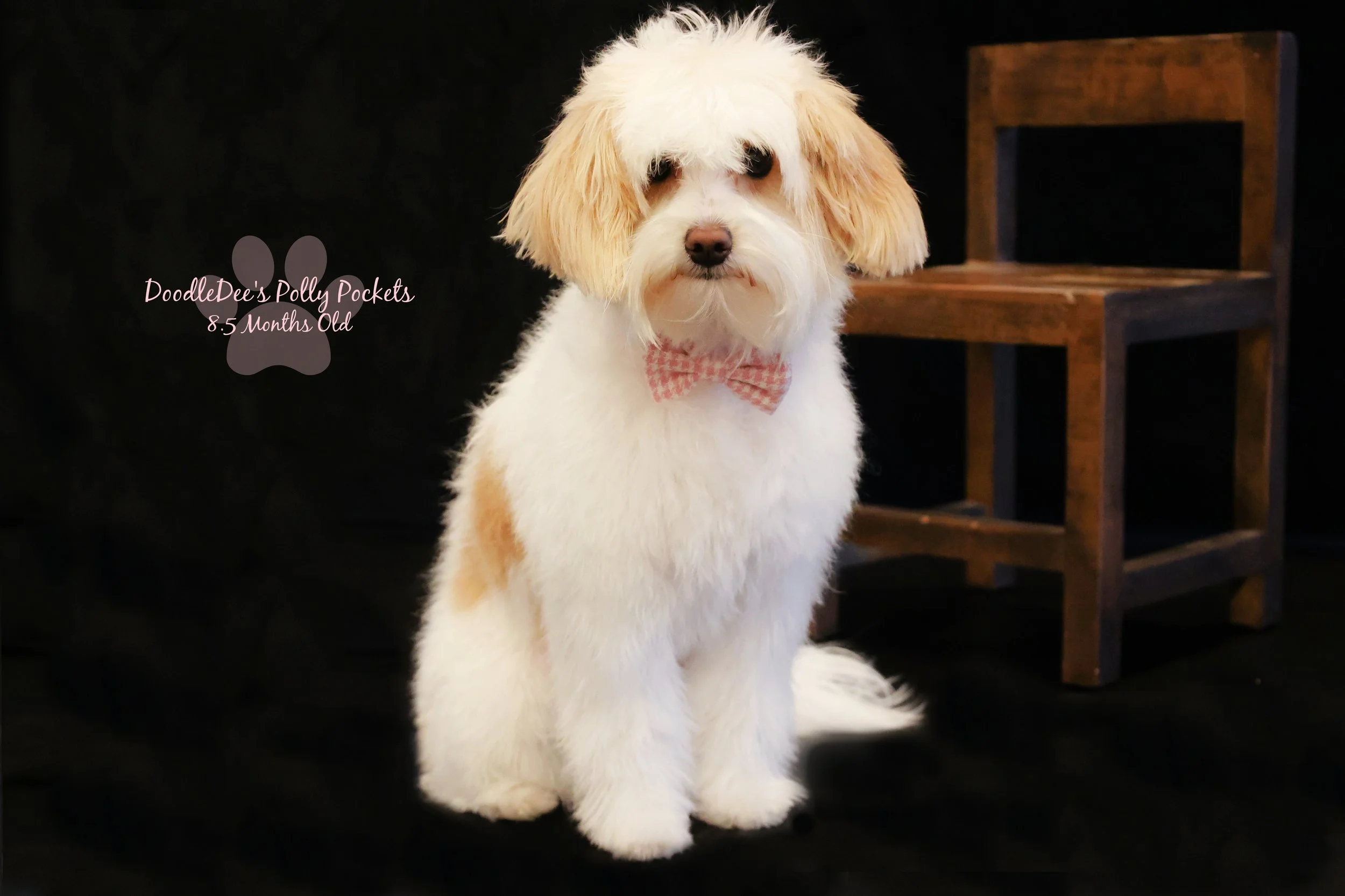 Micro Mini Bernedoodle - 10# and 13 Inches