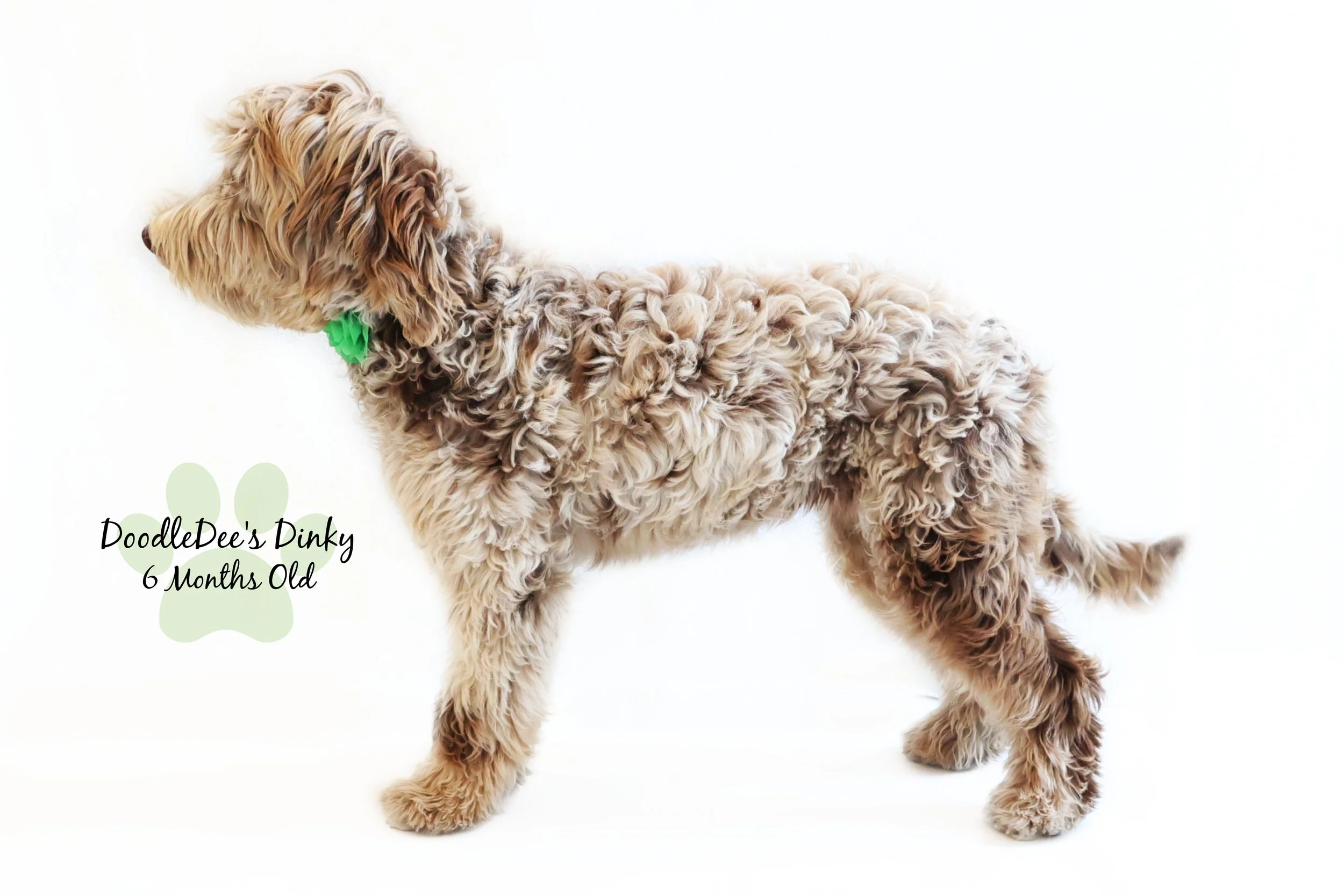 Chocolate Merle Goldendoodle