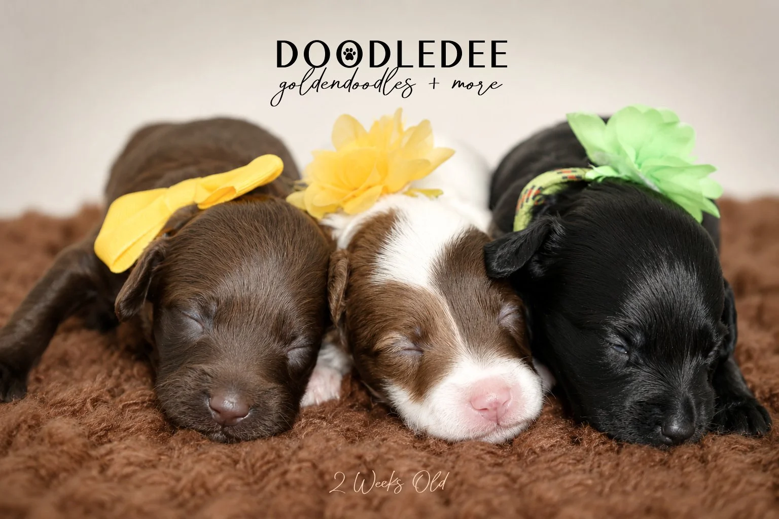 Micro Mini English Goldendoodles