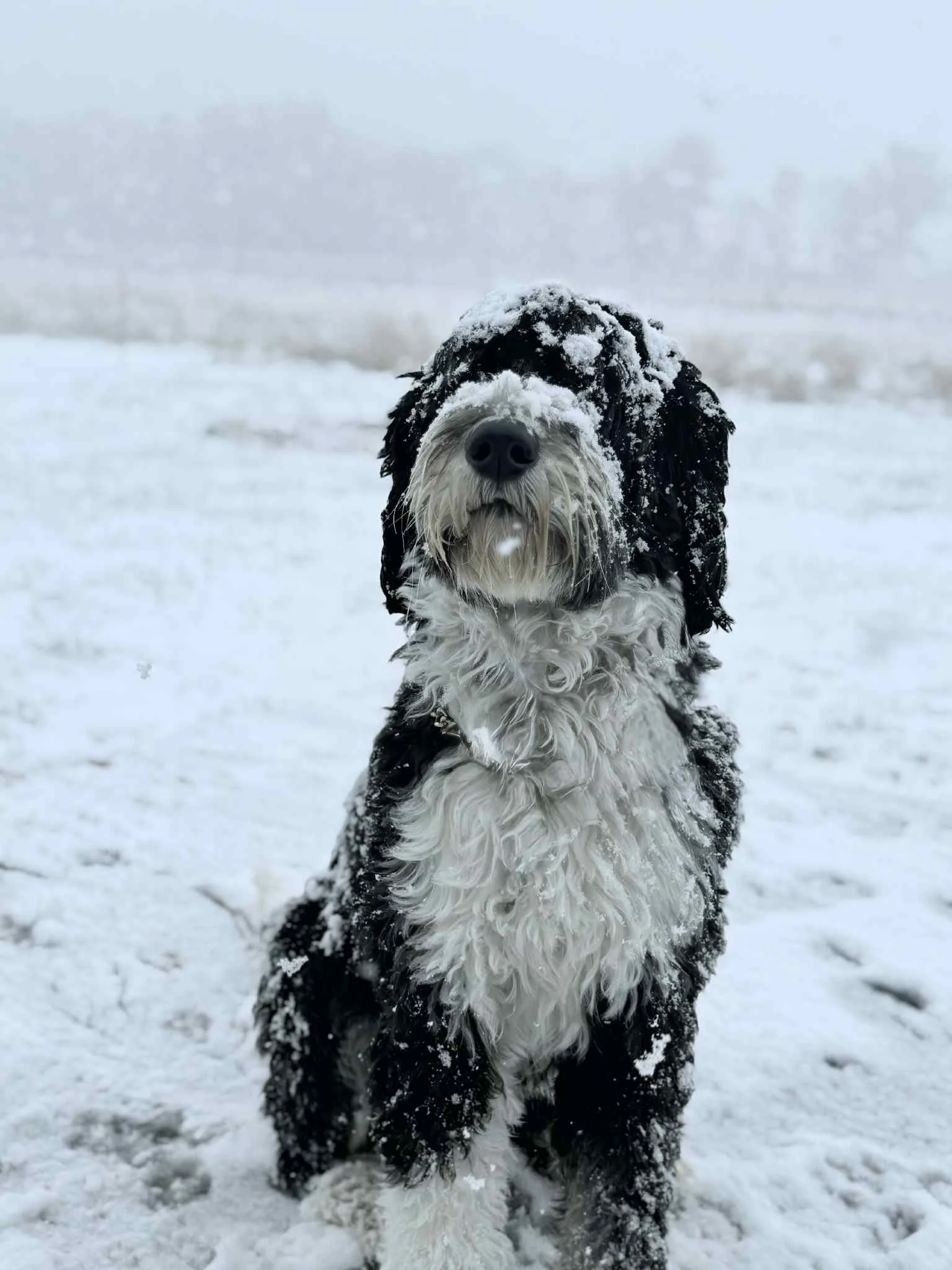 Butternut Enjoying The Snow