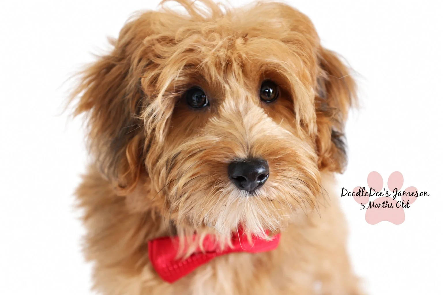 Micro Mini Sable English Goldendoodle