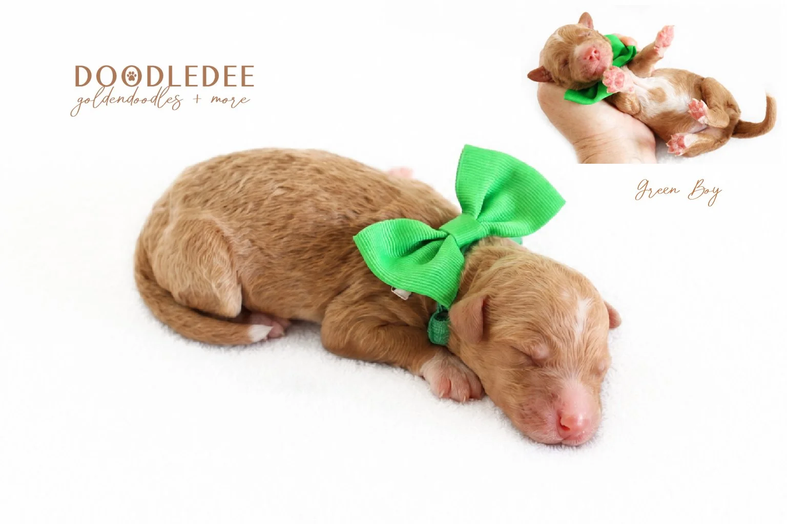 Mini English Goldendoodle Puppies | Medium English Goldendoodle Puppies