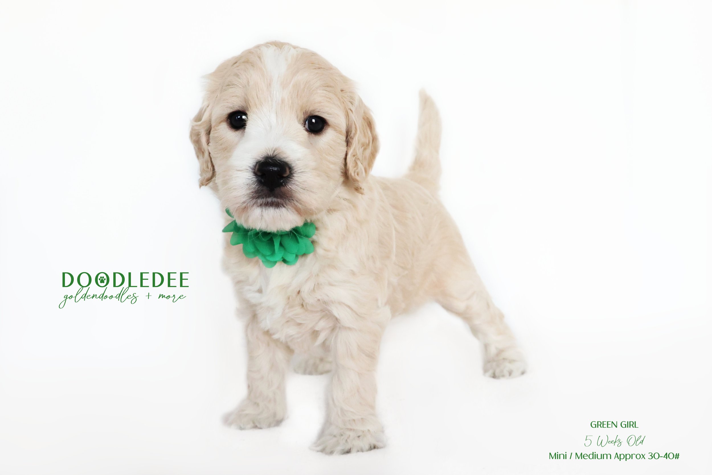 Mini/Med English Goldendoodle AVAILABLE $2,500