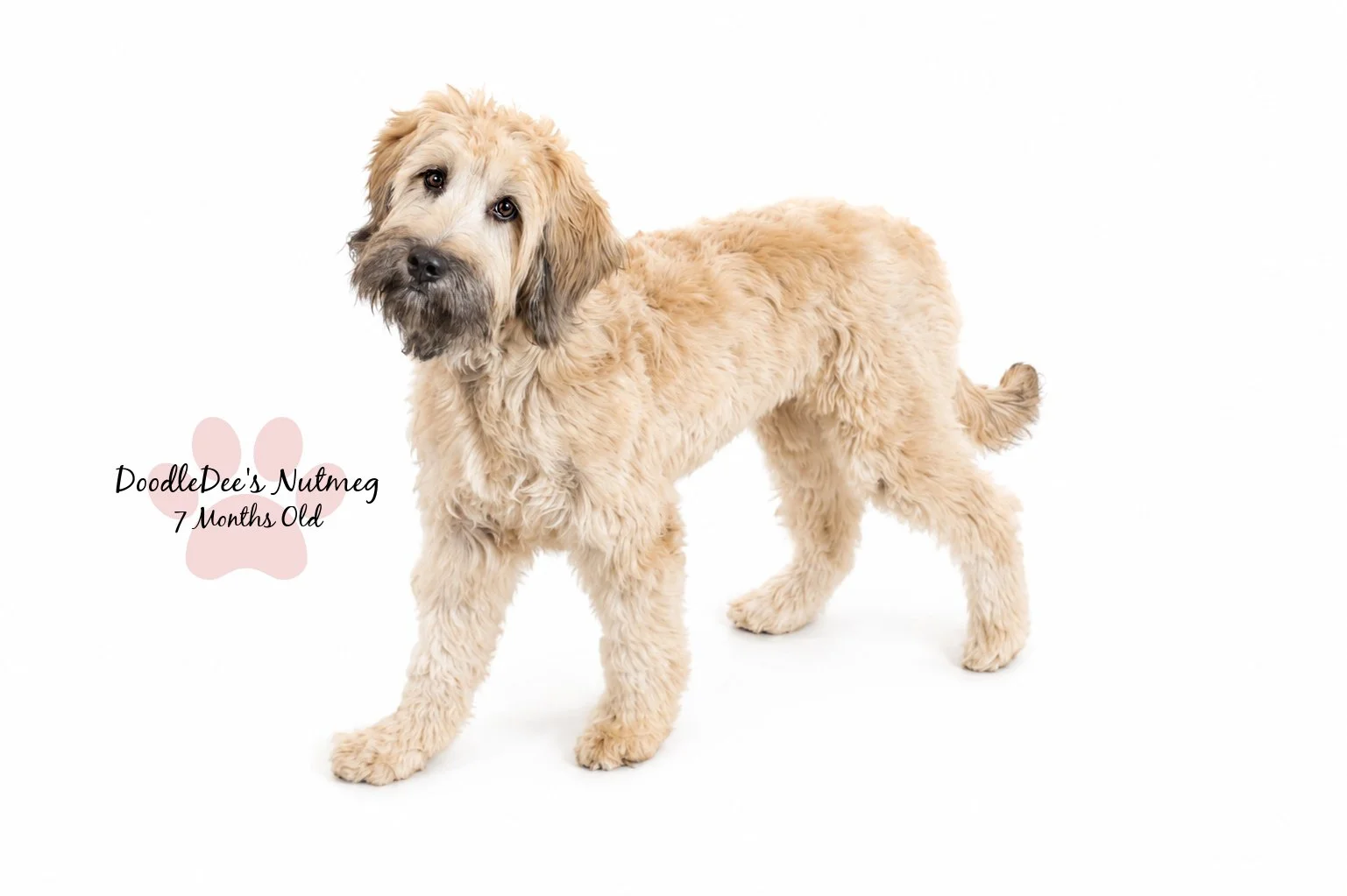 Petite Sable English Goldendoodle 23#