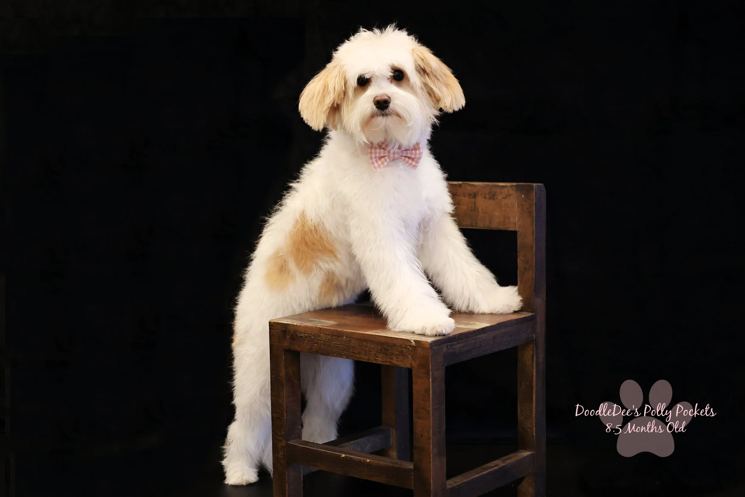 Micro Mini Bernedoodle - 10# and 13 Inches