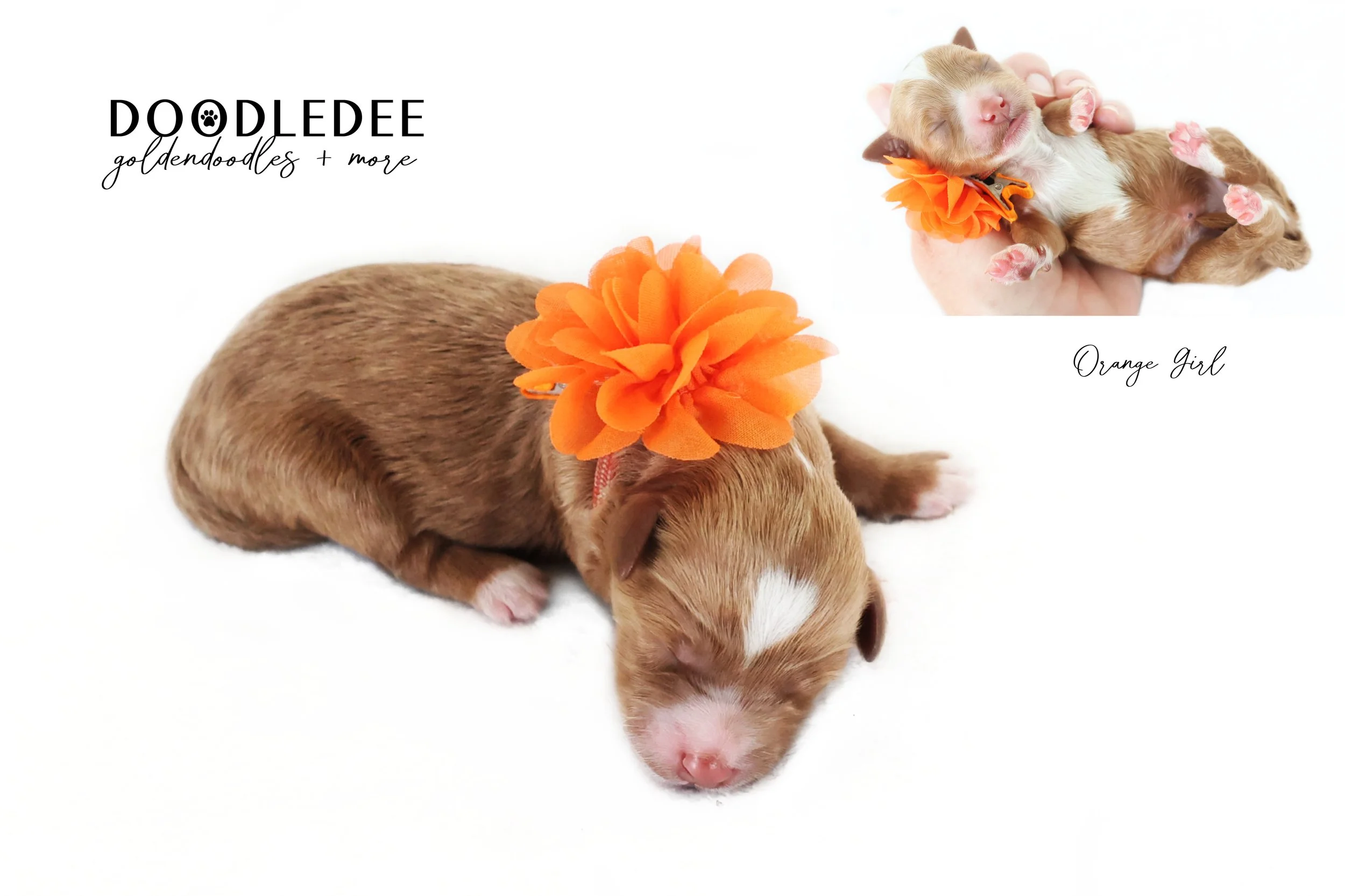 Mini English Goldendoodle