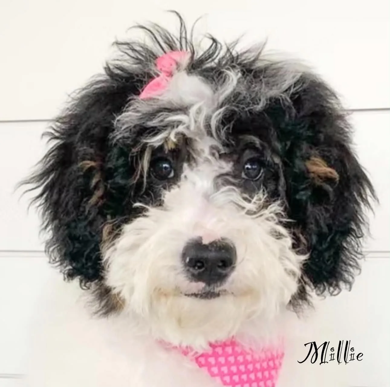 Pepper Dam- Millie