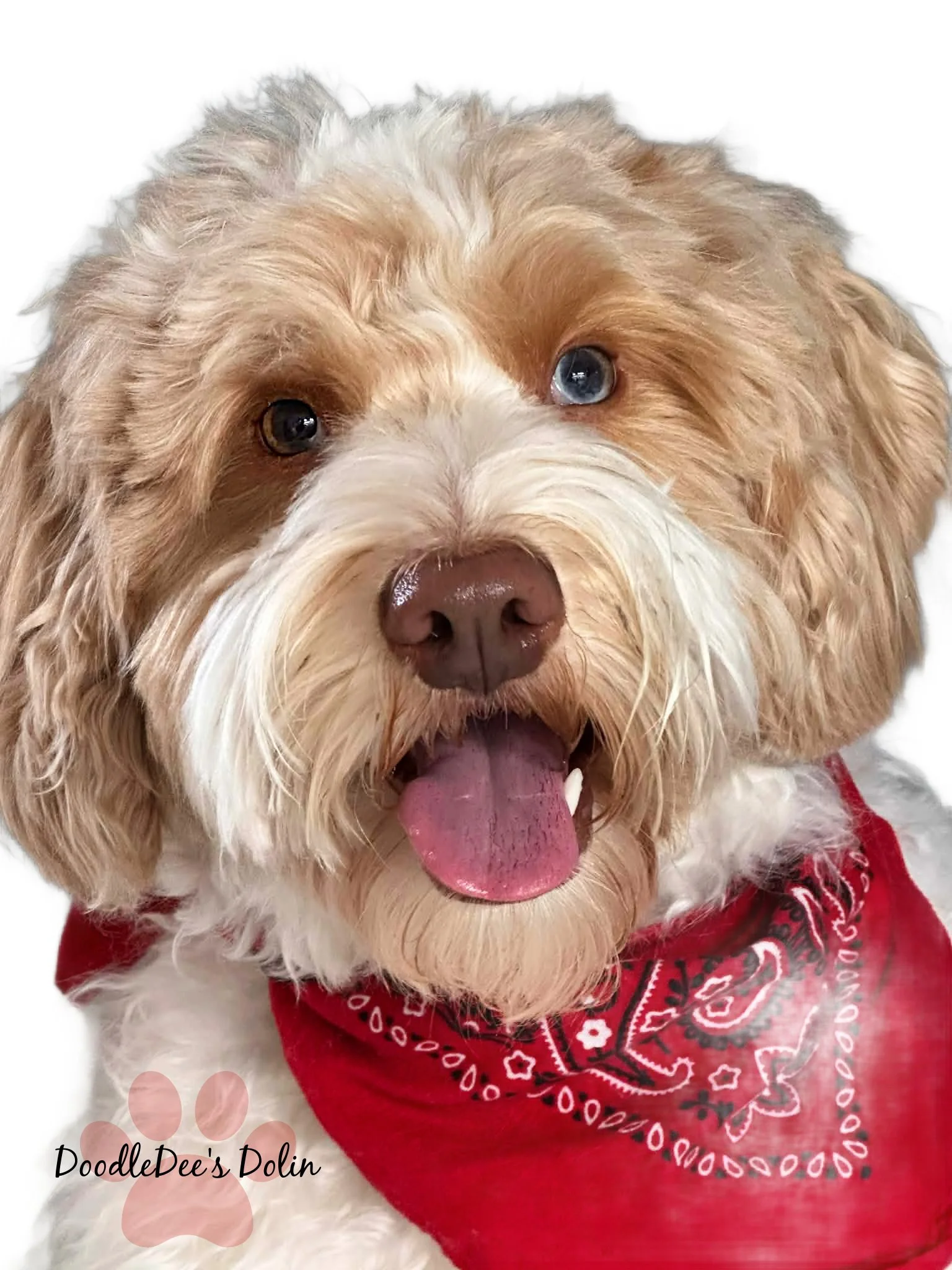 petite English goldendoodle stud