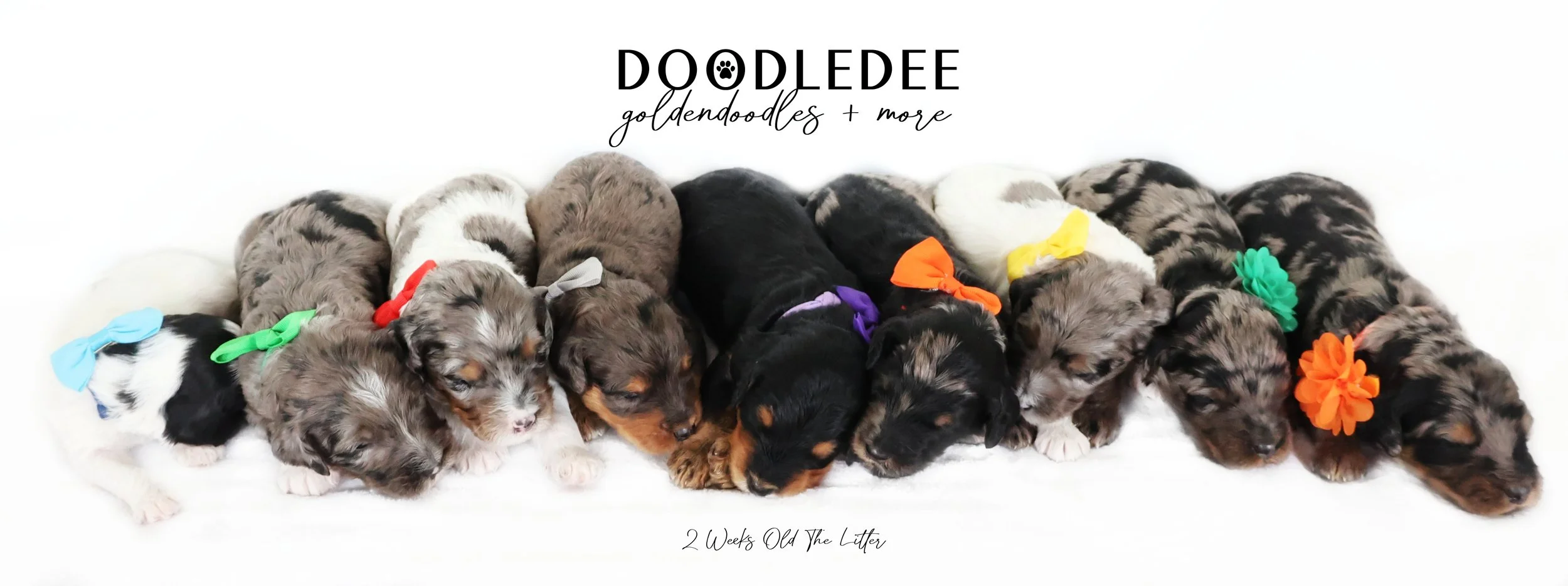 Medium & Standard Bernedoodles