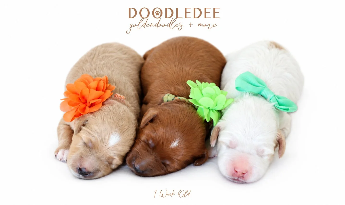 Micro Mini English Goldendoodle | Petite English Goldendoodle