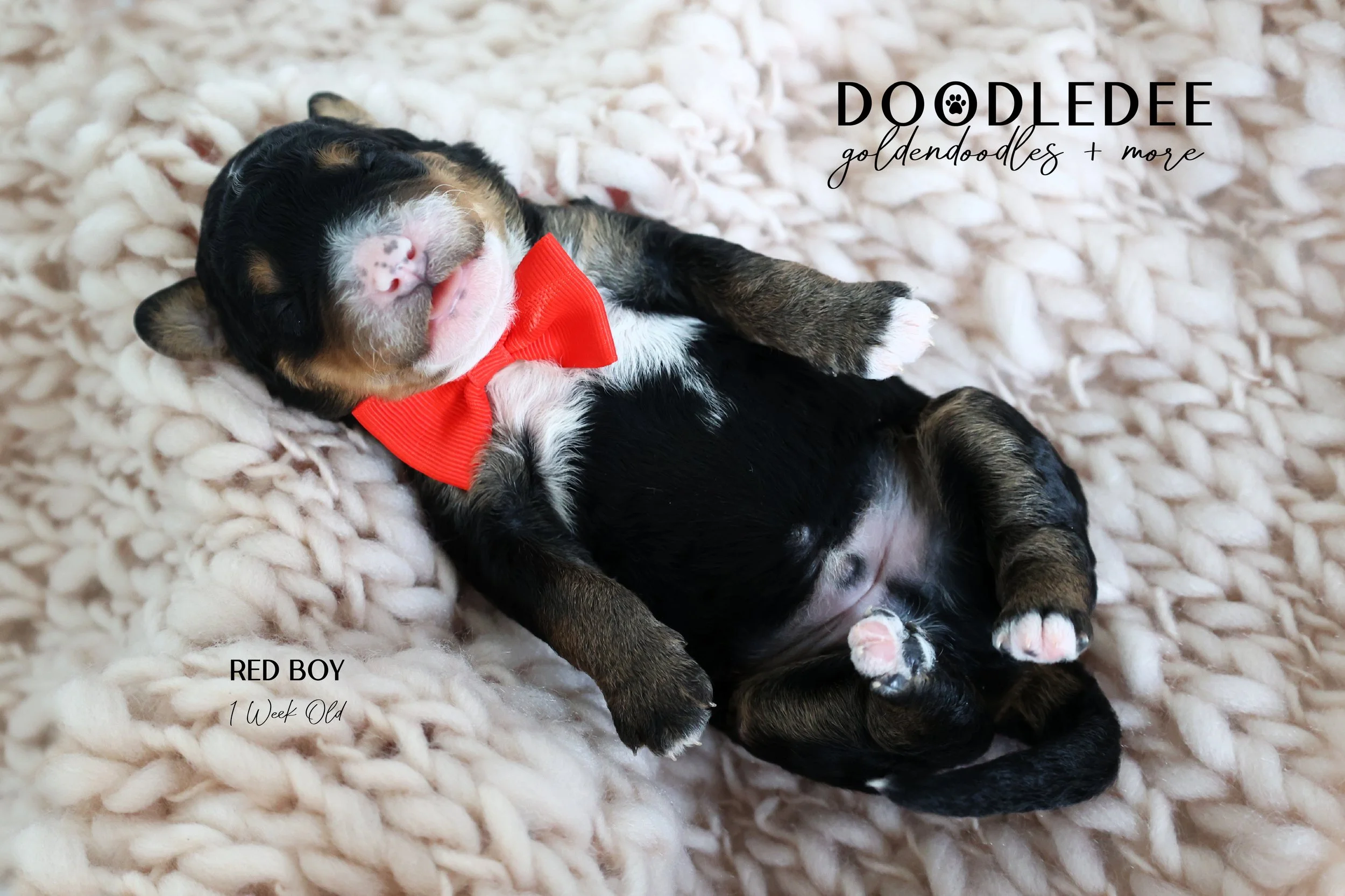 Mini Bernedoodle Puppies