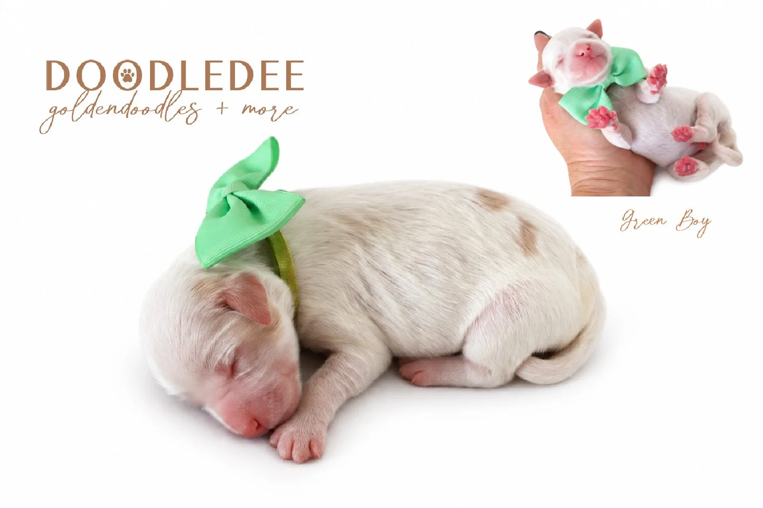Micro Mini English Goldendoodle | Petite English Goldendoodle