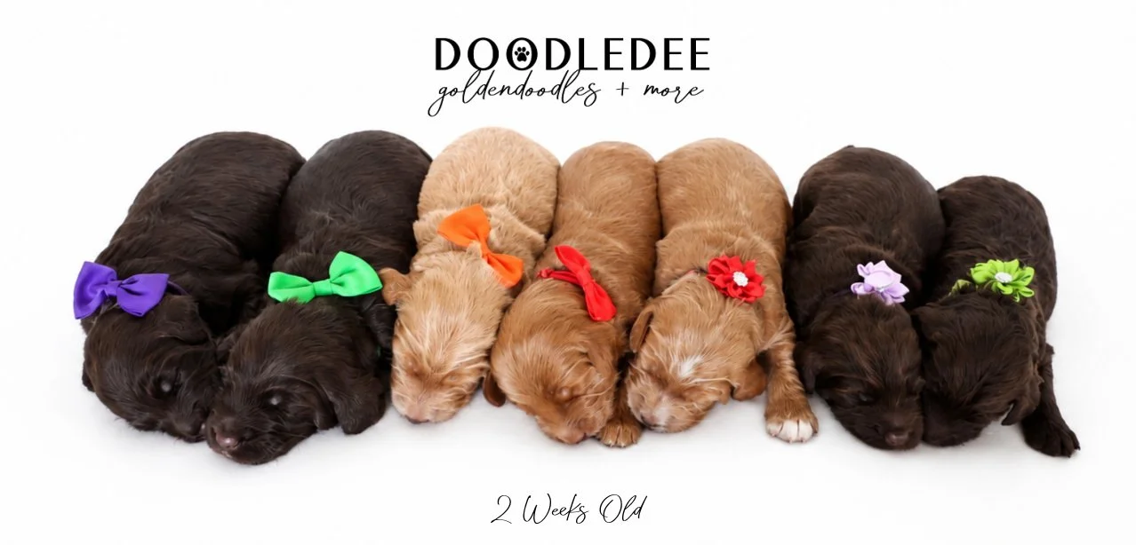 Medium English Goldendoodles, Standard English Goldendoodles