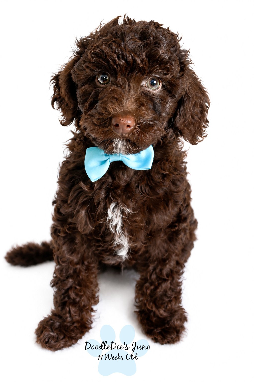 Micro Mini English Goldendoodle