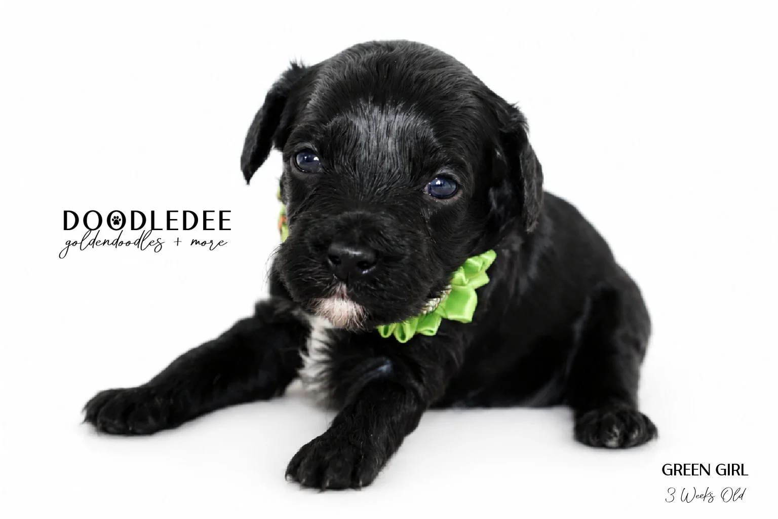 Micro Mini English Goldendoodles SOLD