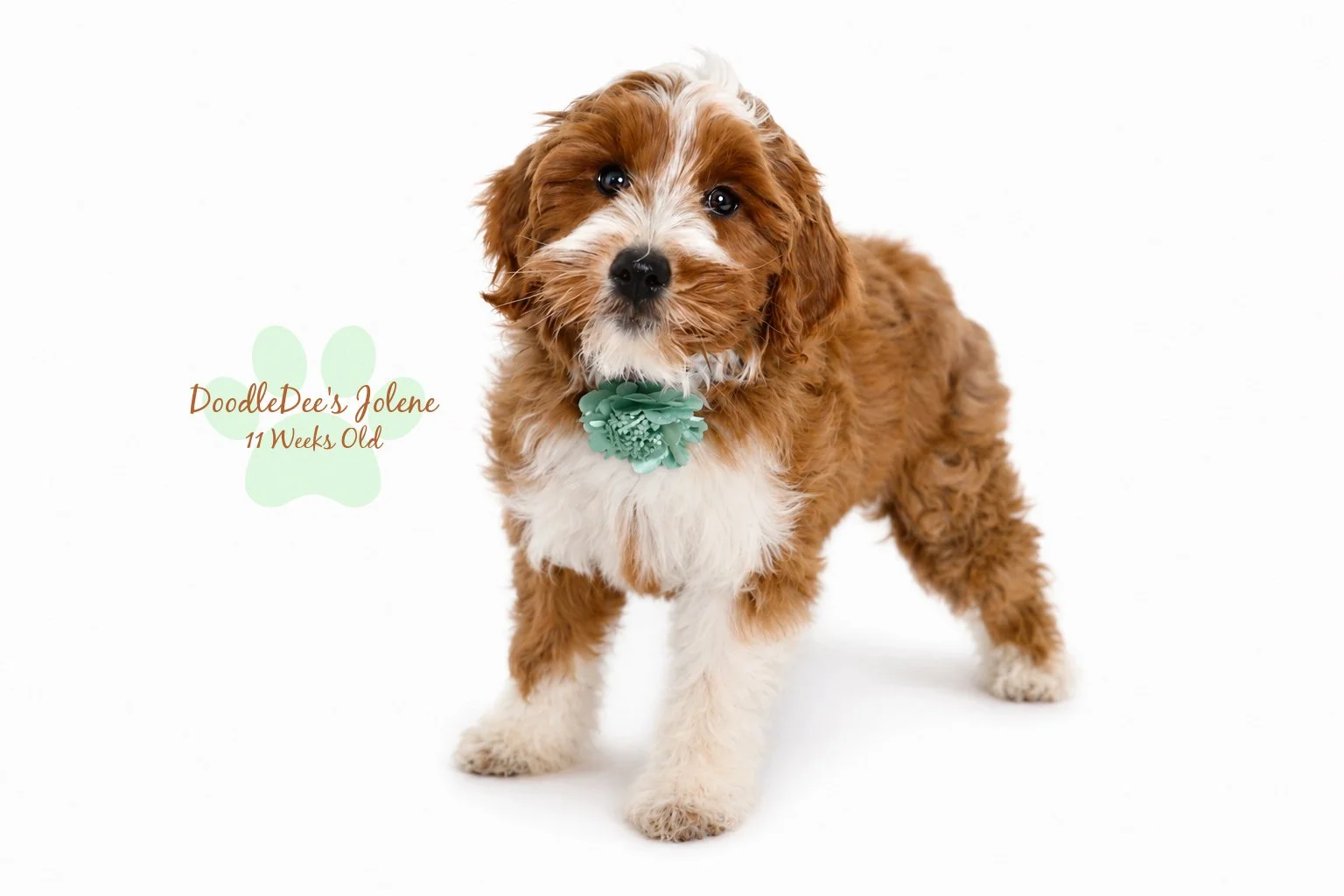 Petite English Goldendoodle