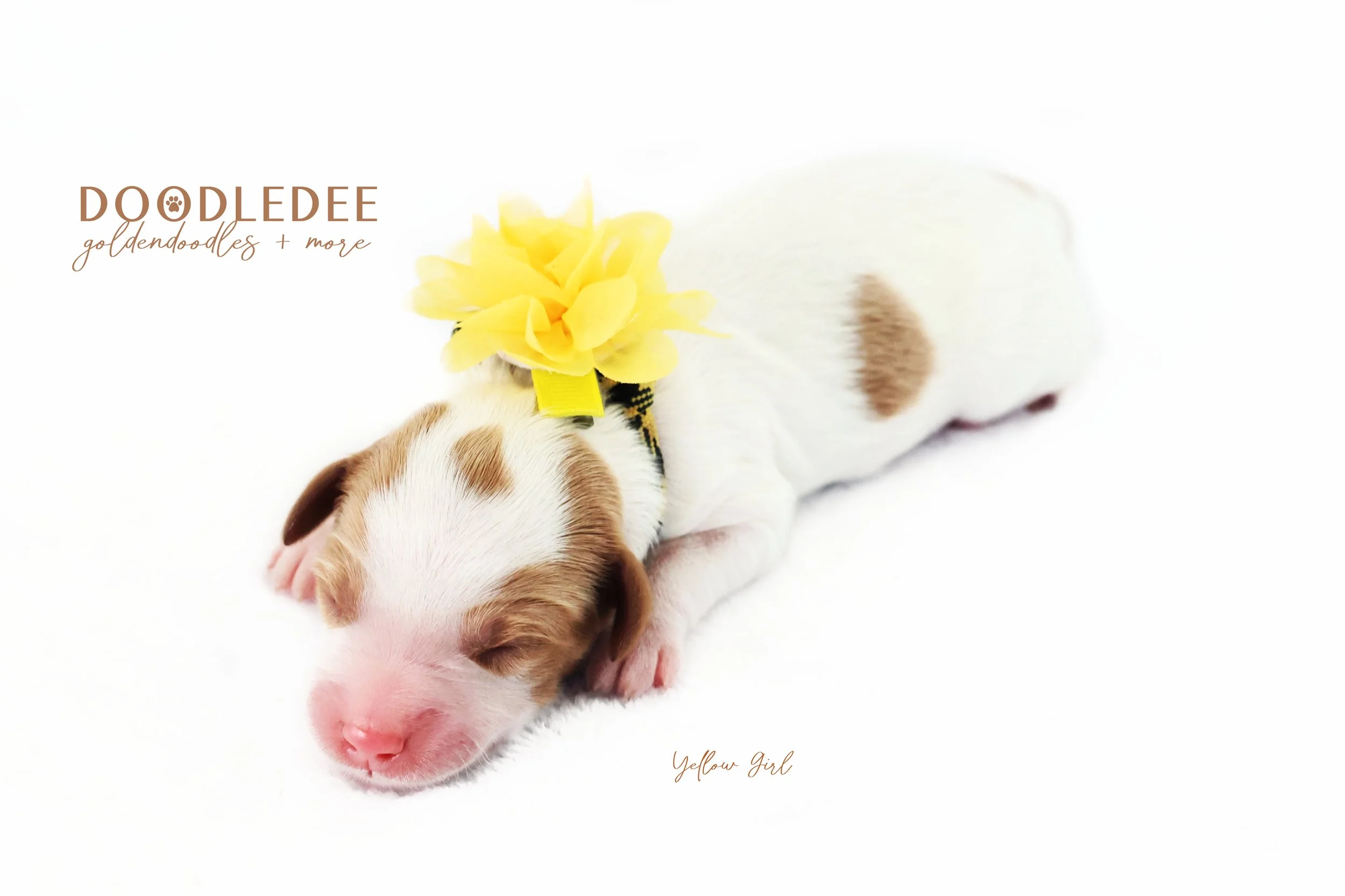 English Goldendoodle Puppies