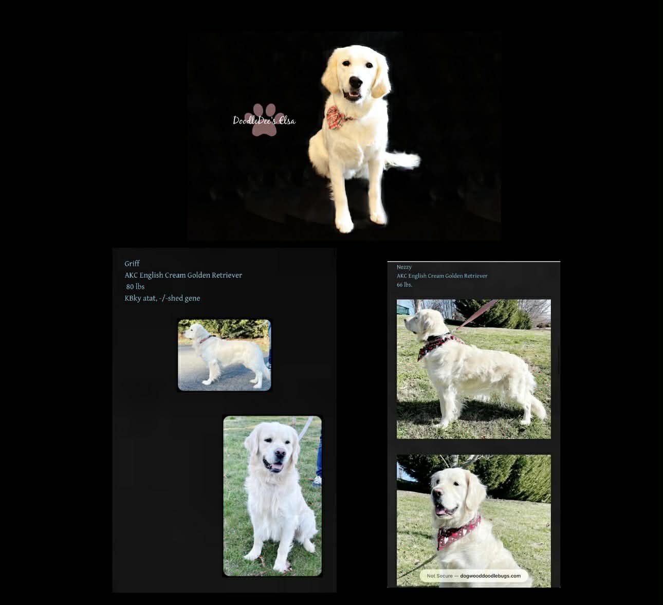 English Golden Retrievers- Elsa Parents