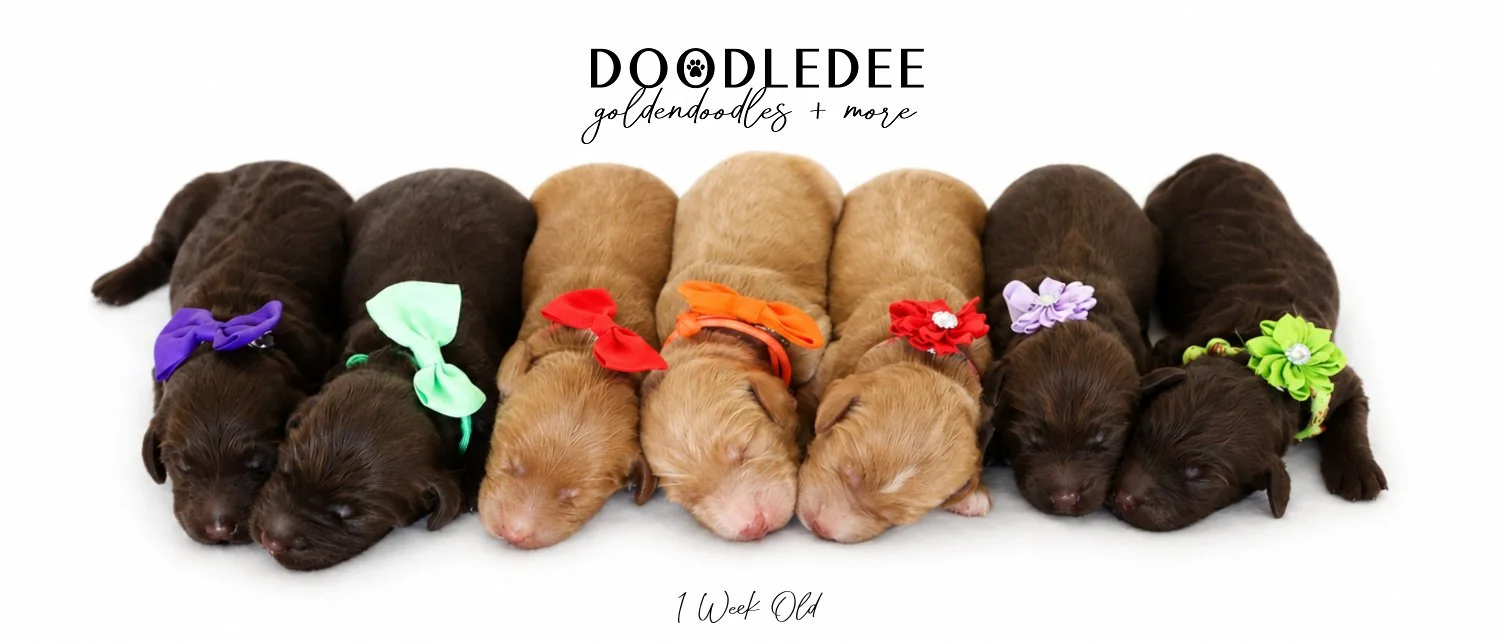 Medium English Goldendoodles, Standard English Goldendoodles