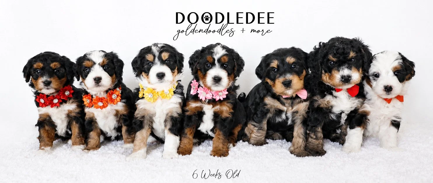Mini Bernedoodle Puppies SOLD