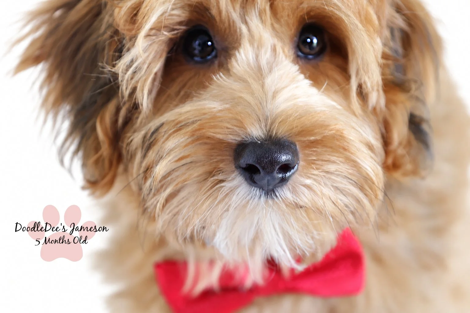 Micro Mini Sable English Goldendoodle
