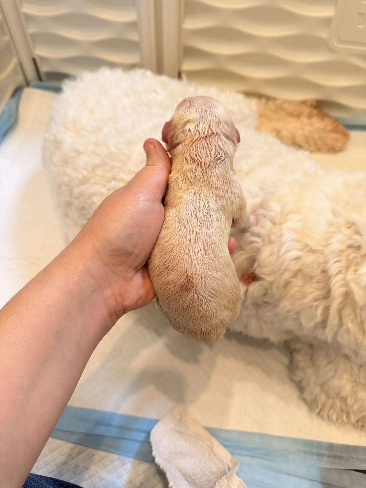 Mini Englsih Goldendoodle Male #2