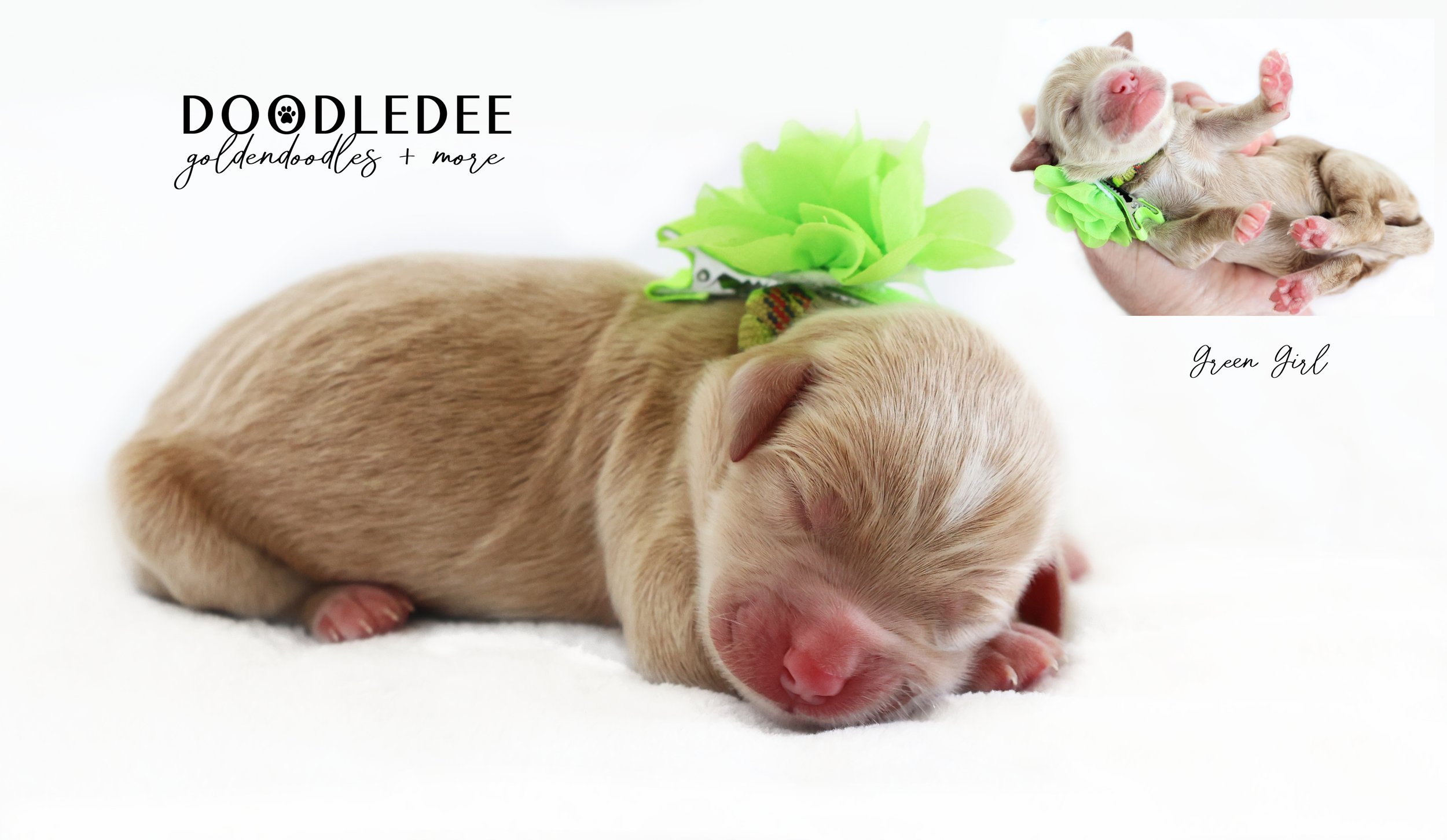 English Goldendoodle Puppies