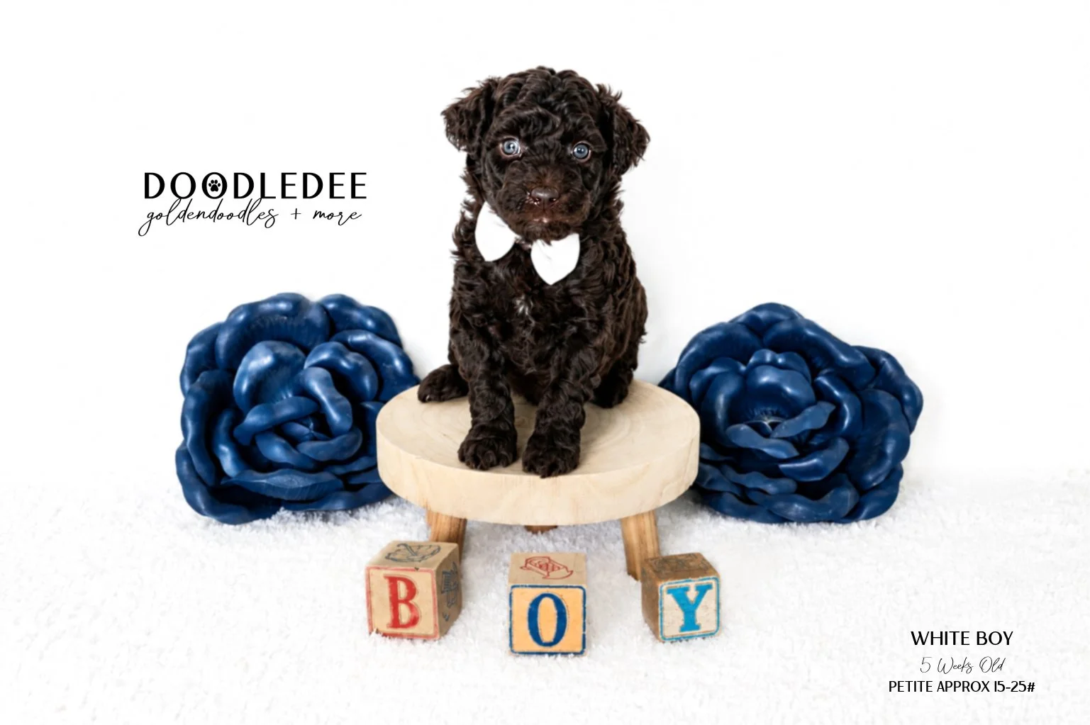 Petite English Goldendoodle Male AVAILABLE $3,500