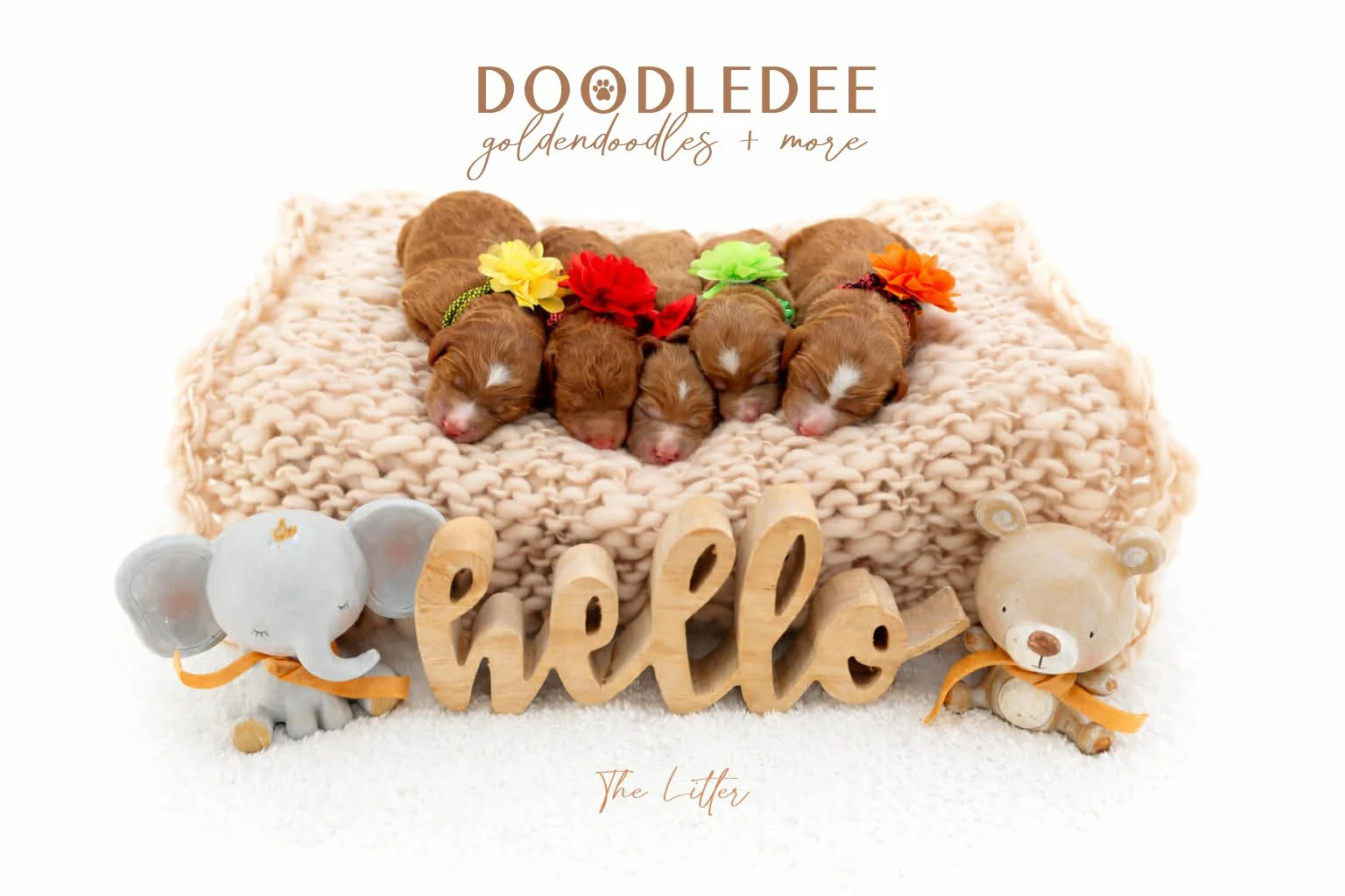 Medium English Goldendoodle