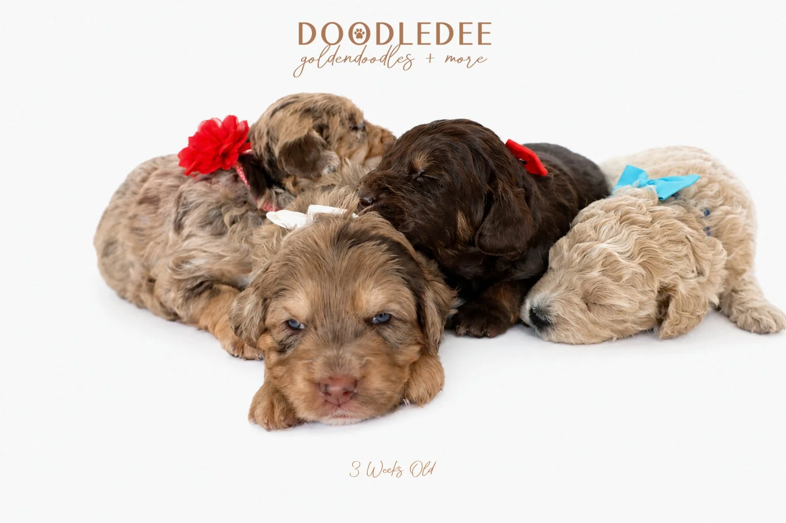 3 weeks LITTER-6.jpg