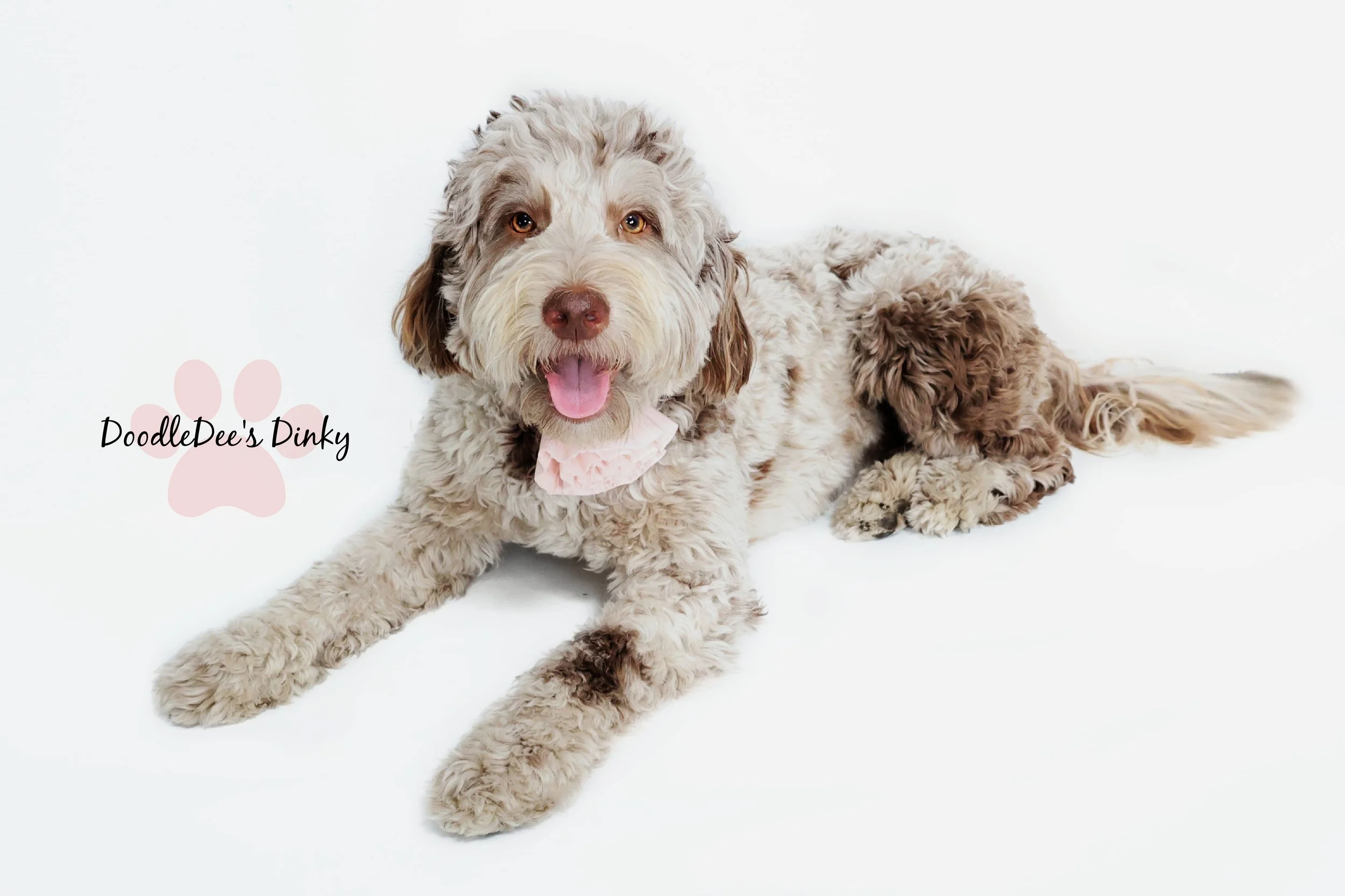 Chocolate Merle English Goldendoodle