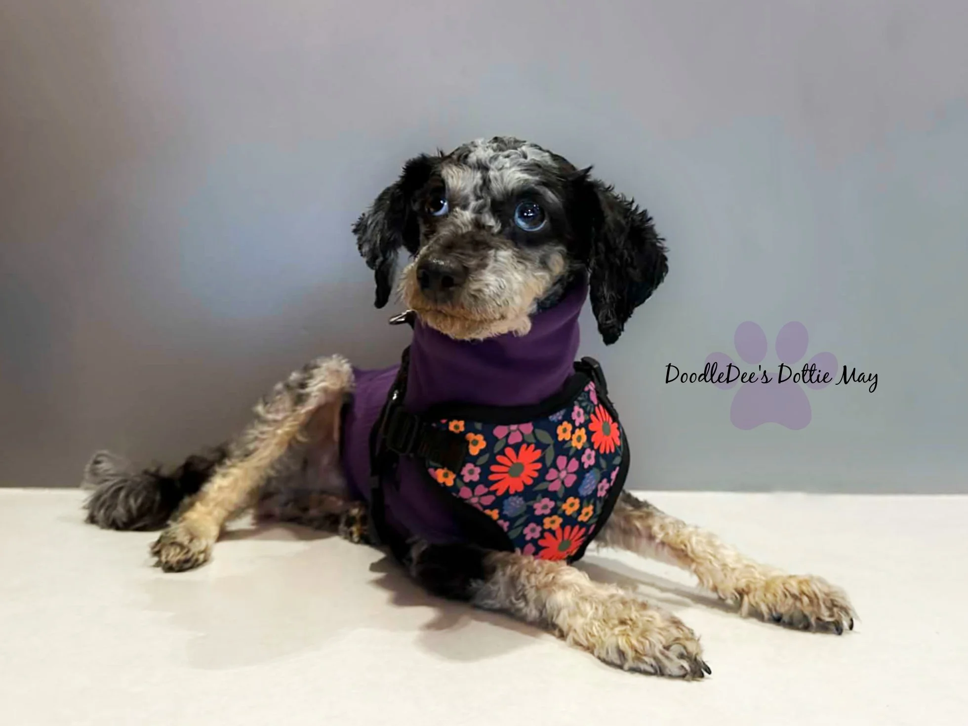 Phantom Merle Toy Poodle