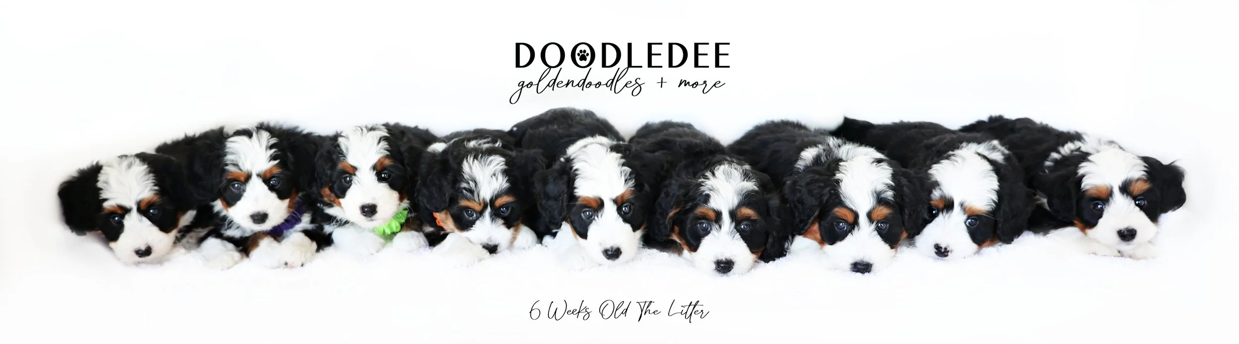 Basil PAST Bernedoodle Puppies