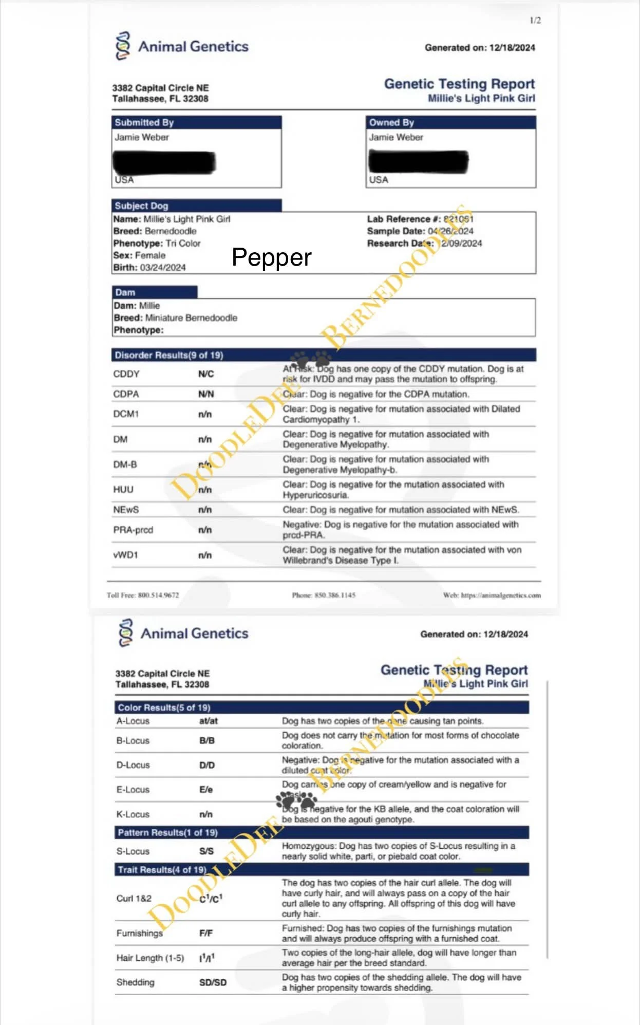 Pepper Genetic Health Testing AG
