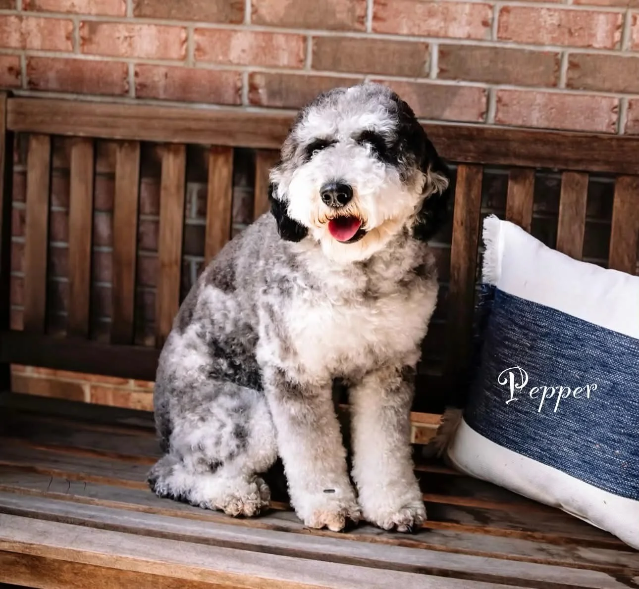 Pepper- Mini Bernedoodle