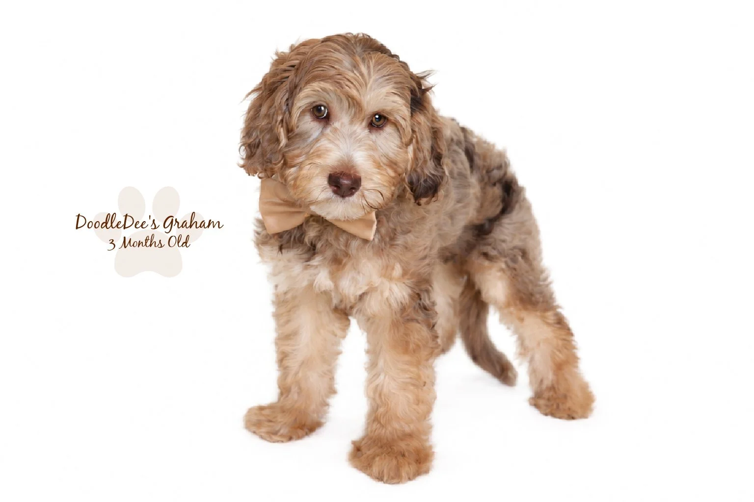 Mini Chocolate Phantom Merle English Goldendoodle Stud | 12.10 lbs