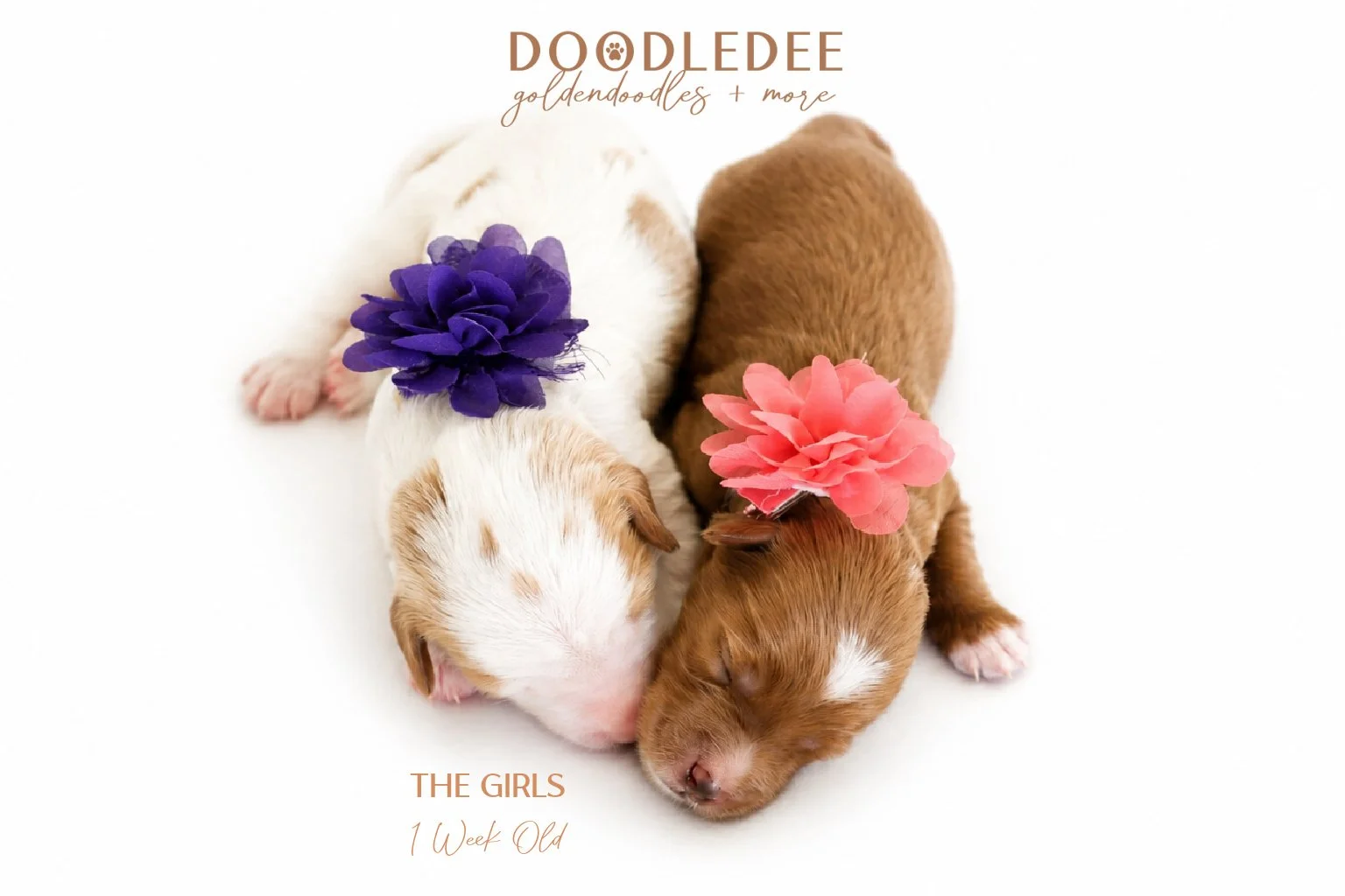 Mini English Goldendoodle Puppies